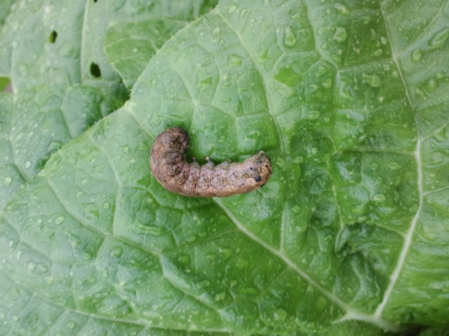 Pottyの家庭菜園 白菜栽培と害虫